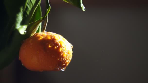 Mandarin gyümölcs víz spray. A nap fénye — Stock videók