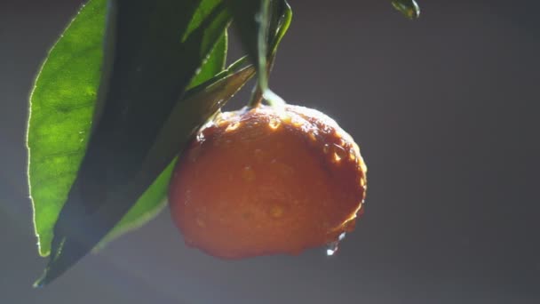 Плоды мандарина в брызгах воды. Яркий свет солнца — стоковое видео