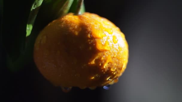 Fruta de tangerina em um spray de água. O brilho do sol — Vídeo de Stock