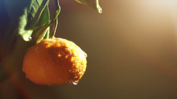 Tangerine frukt i en spray vatten. Bländning av solen — Stockvideo