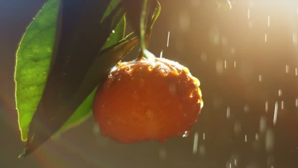 在水喷雾的橘水果。耀眼的阳光 — 图库视频影像