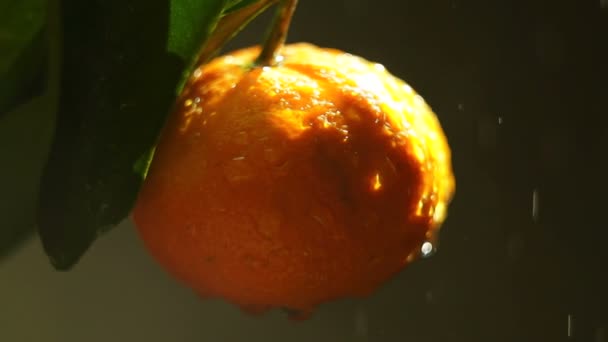 Fruto de mandarina en un spray de agua. La mirada del sol — Vídeos de Stock