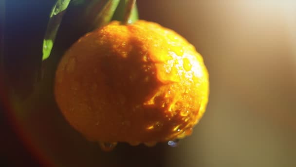 Mandaryn owoców w aerozolu wody. Blask słońca — Wideo stockowe