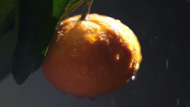 Fruto de mandarina en un spray de agua. La mirada del sol — Vídeo de stock