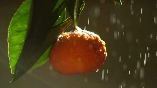 Fruta de tangerina em um spray de água. O brilho do sol — Vídeo de Stock