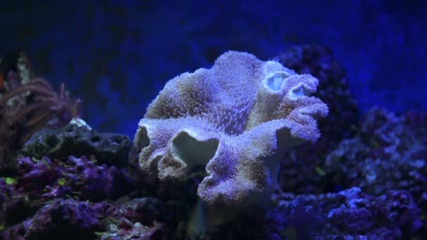 Coral de cogumelos de couro, glaucum Sarcophyton — Vídeo de Stock