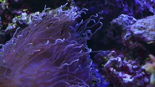 Actinia, recifes de coral e peixes pequenos — Vídeo de Stock