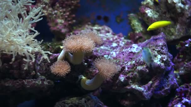 Мягкие кораллы и мелкая рыба — стоковое видео
