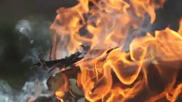 Quemando madera. Incendio forestal — Vídeos de Stock