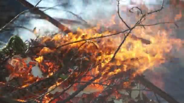 Spalanie drewna. Pożar lasu — Wideo stockowe