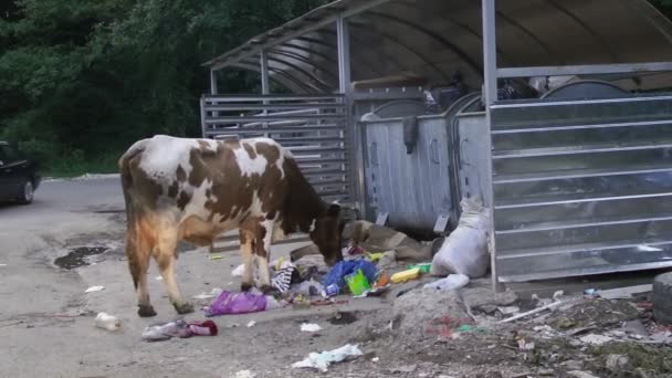 Koe eet vuilnis — Stockvideo