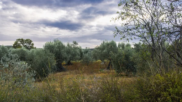 Madeira de oliveira — Fotografia de Stock