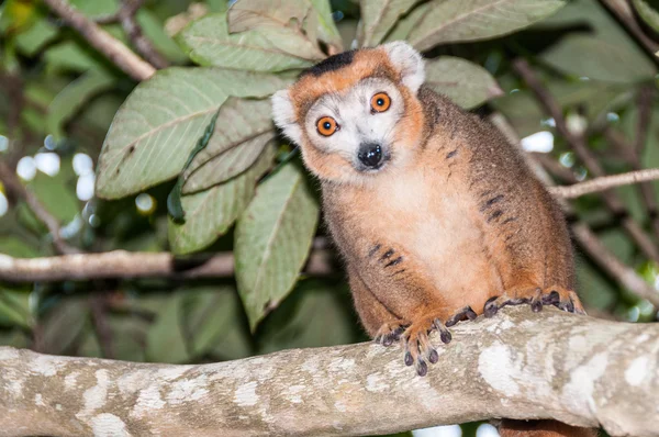 Koronowany lemur — Zdjęcie stockowe