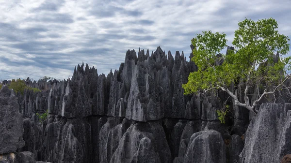 Tsingy de Bemaraha. —  Fotos de Stock