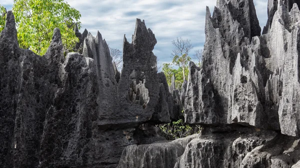 Tsingy de Bemaraha. — Zdjęcie stockowe
