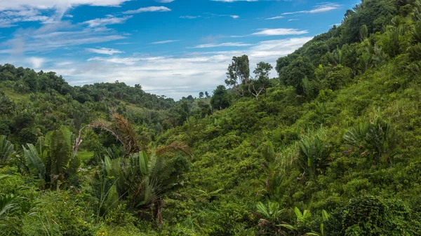 Giungla di Ikalalao — Foto Stock