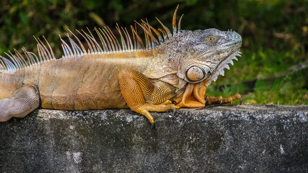 Iguana — Foto Stock