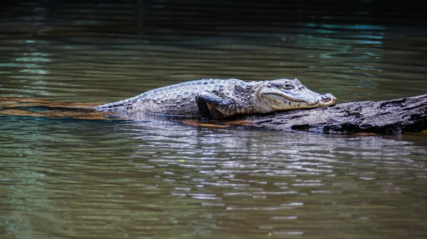 Alligator — Stok Foto