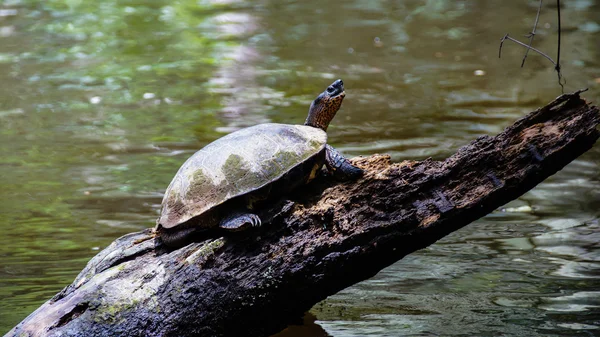 Turtle — Stock Photo, Image