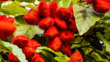 Achiote