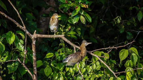 Ardeidae — Stok fotoğraf