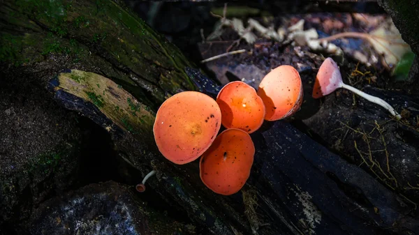 Paddenstoelen — Stockfoto