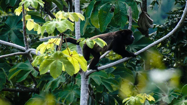 Black howler monkey