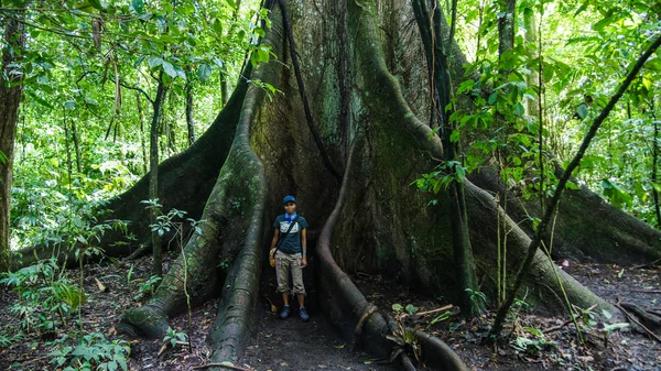 Стовбур дерева Ceibo — стокове фото