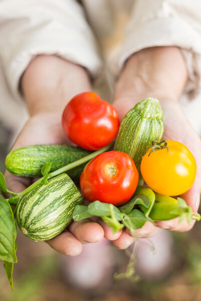 Человек, держащий свежие овощи местного производства
.