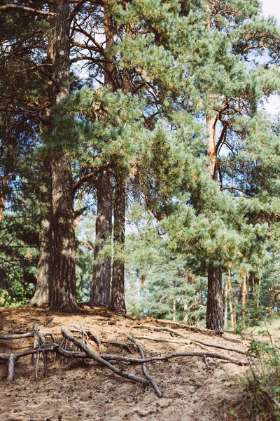 Hermosa vendimia como foto de pinos altos —  Fotos de Stock