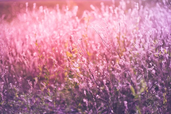 Foto vintage do campo de flores silvestres. Pôr do sol . — Fotografia de Stock