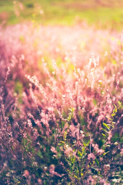 Ročník fotografické wildflower pole. Západ slunce. — Stock fotografie