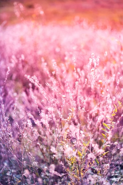 Foto vintage del campo de flores silvestres. Puesta de sol . — Foto de Stock