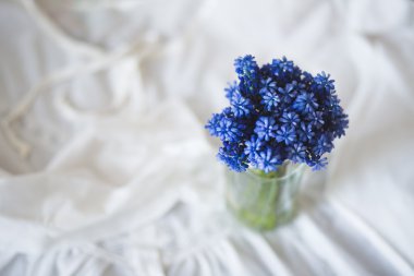 Harika mavi bahar çiçek fotoğrafçılık