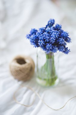 Harika mavi bahar çiçek fotoğrafçılık