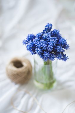 Harika mavi bahar çiçek fotoğrafçılık