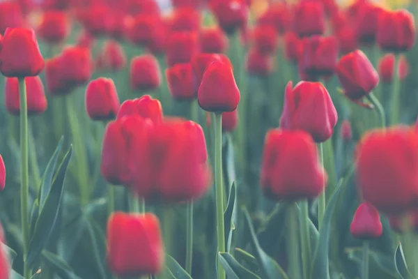 Primavera tulipanes cerca — Foto de Stock