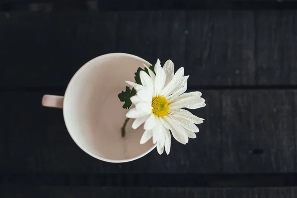 Flor única sobre fondo negro — Foto de Stock