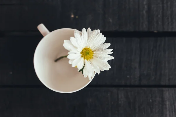 Flor única sobre fondo negro — Foto de Stock