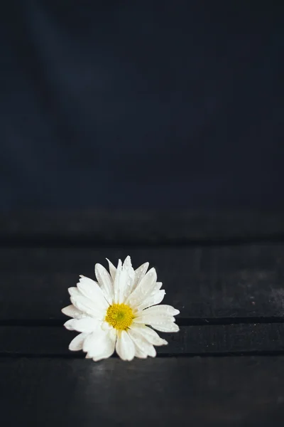 Flor única sobre fondo negro —  Fotos de Stock
