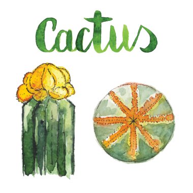 Suluboya kaktüs seti