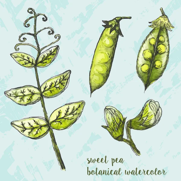 Vainas de guisantes verdes, flores, hojas — Vector de stock