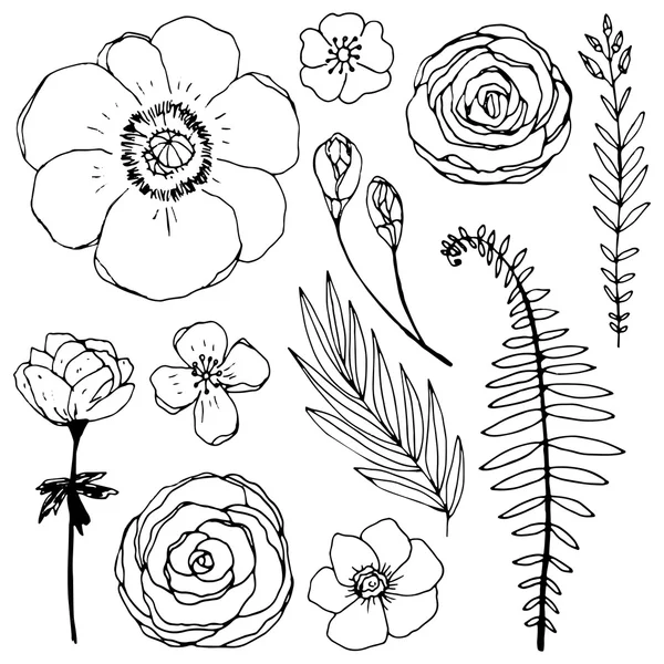 Aantal natuurlijke botanische planten — Stockvector