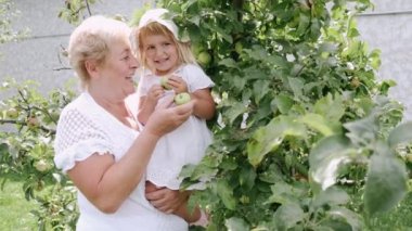 Büyükannem kucağında torunuyla güneşli bahçede ağaçtan elma topluyor.