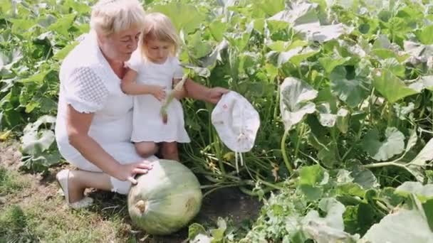 Grandmother and granddaughter are sitting on a green farm plantation — Stock Video