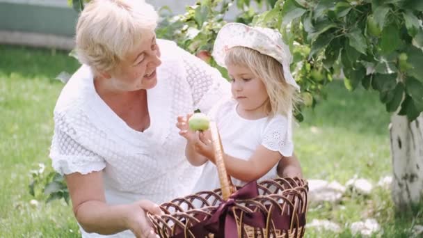 Babcia i wnuczka zbierają jabłko z drzewa w słonecznym ogrodzie — Wideo stockowe