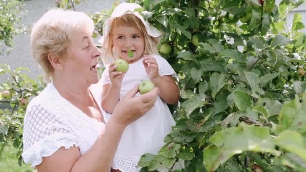 Großmutter hält Enkelin im sonnigen Garten beim Apfelpflücken vom Baum — Stockvideo