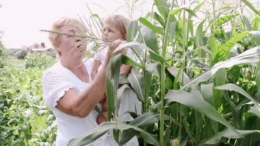 Büyükannem torununu yaz günü mısır tarlasında tutuyor.