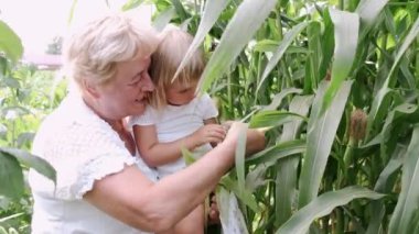 Büyükannem torununu yaz günü mısır tarlasında tutuyor.