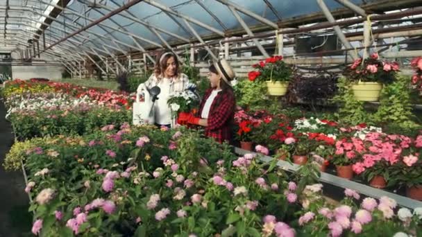 Mujer con hija regando plantas en plantación de interior — Vídeos de Stock